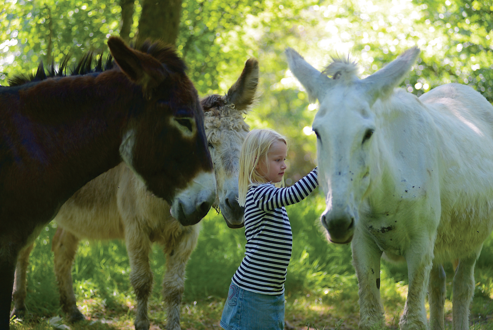 Ferme pédagogique Les Ânes de Vassivière