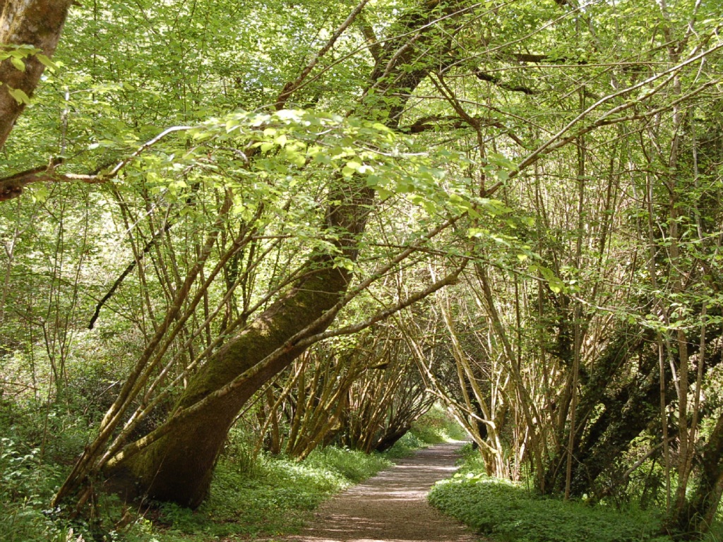 Balade « A la rescousse des arbres »