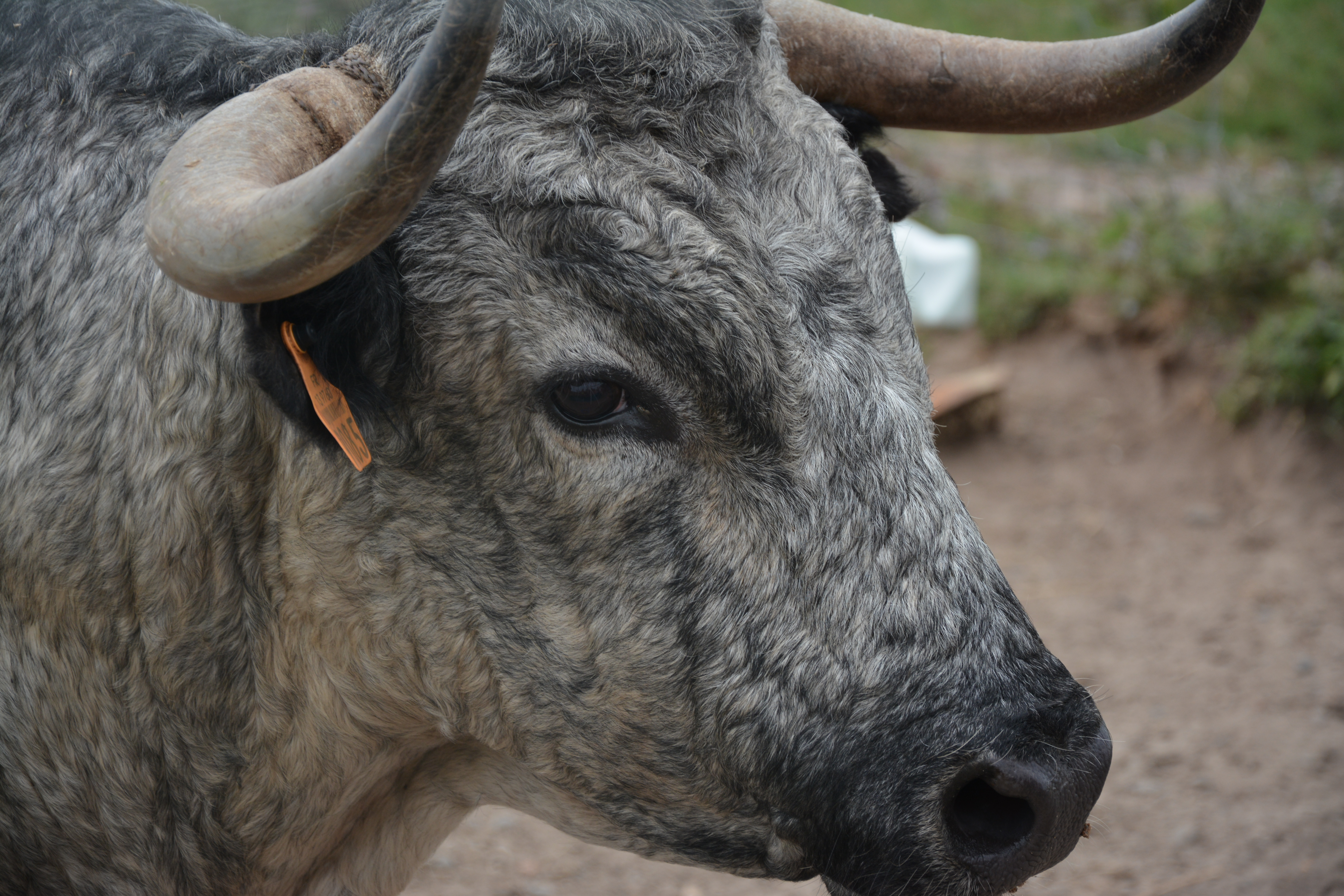 La ganaderia du Vert Galant, Souprosse - photo 2
