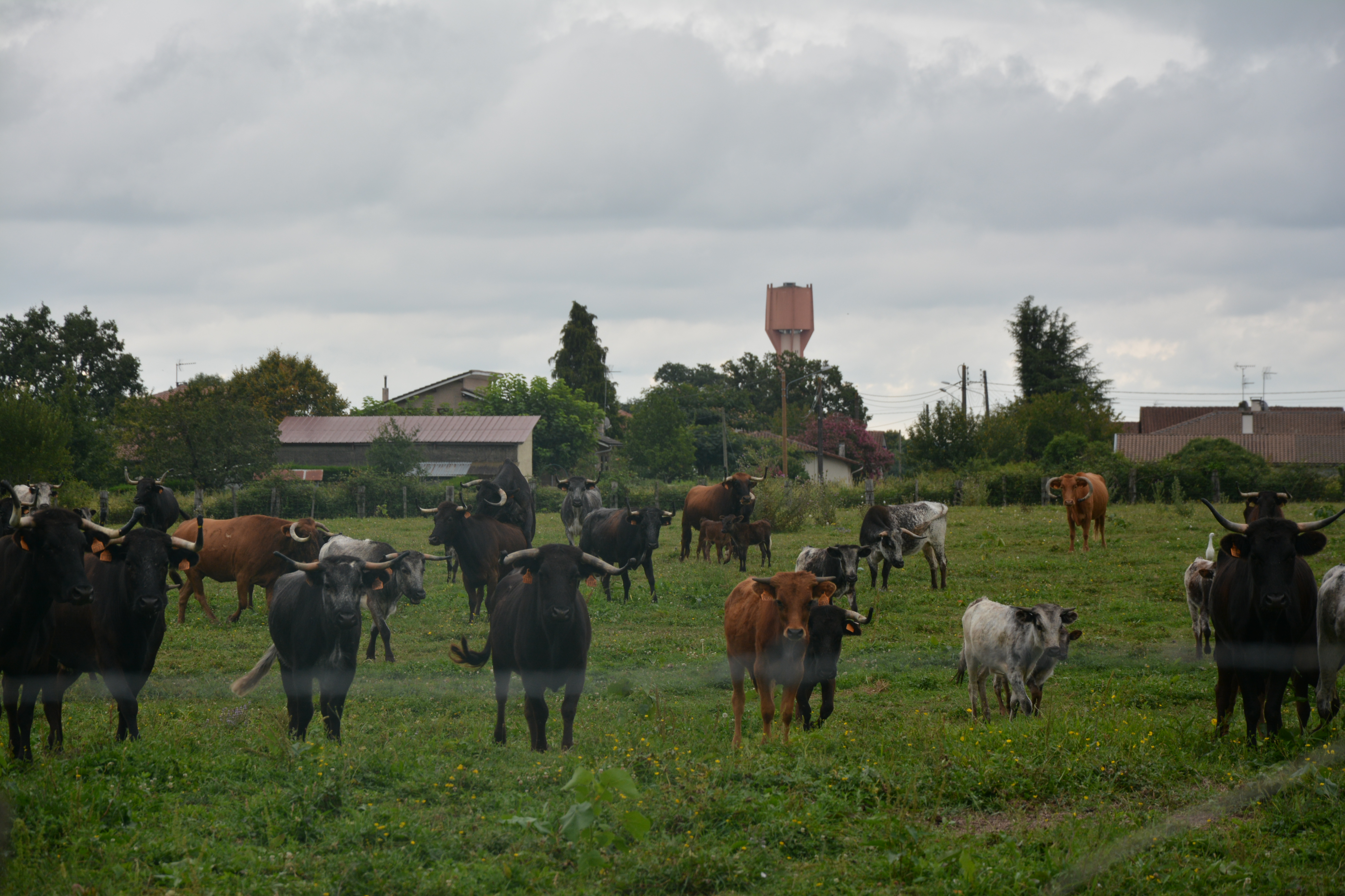 La ganaderia du Vert Galant, Souprosse