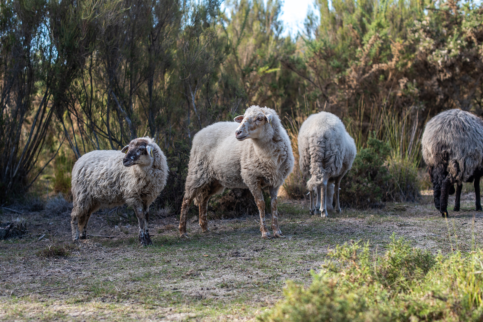 Sentier d'interprétation "L'homme et la nature", Le Porge - photo 2