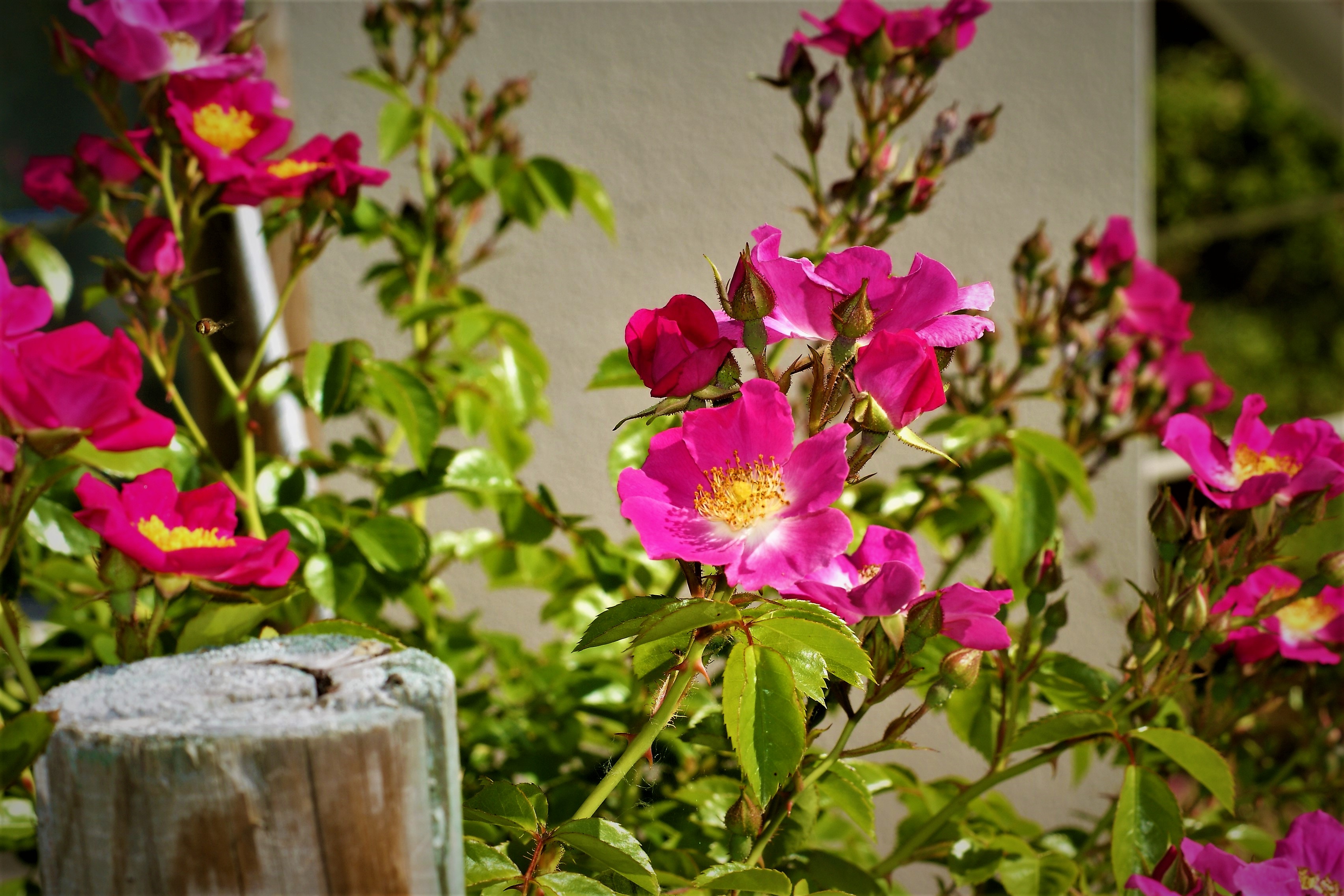Gîte des Marronniers, Saint-Pierre-d'Exideuil - photo 2