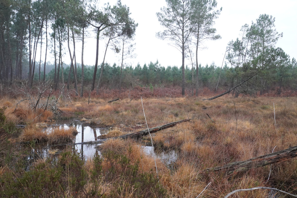 Journée mondiale des Zones Humides, Meilhan - photo 5