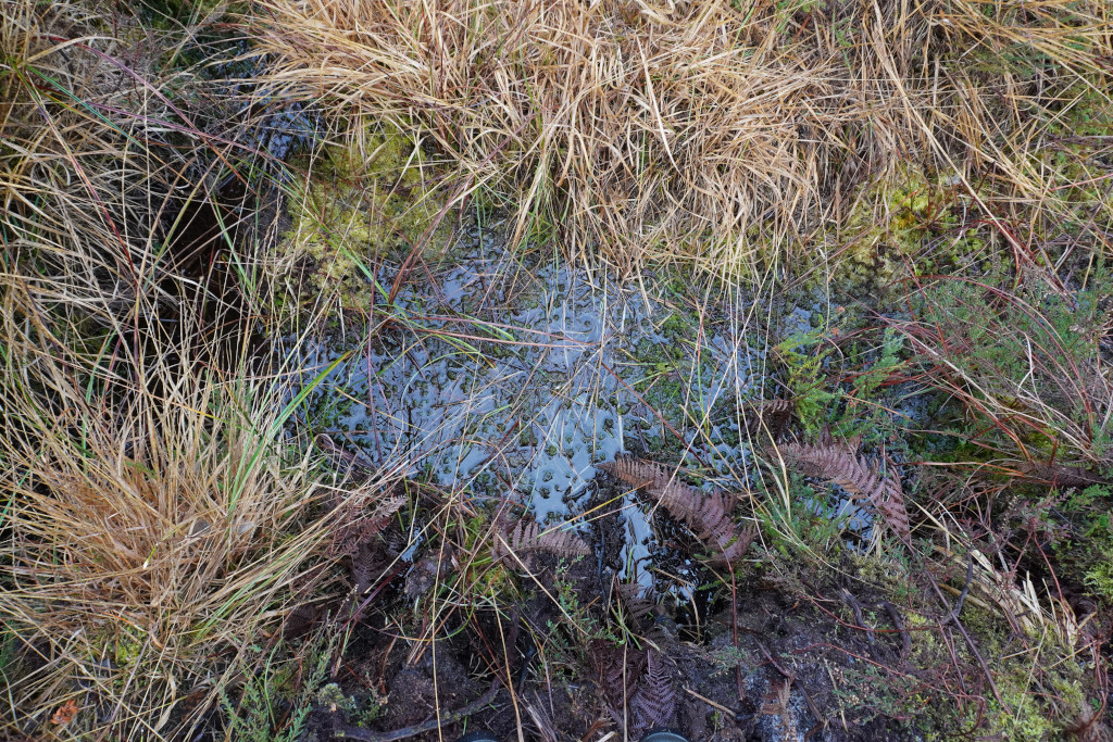 Journée mondiale des Zones Humides, Meilhan - photo 7