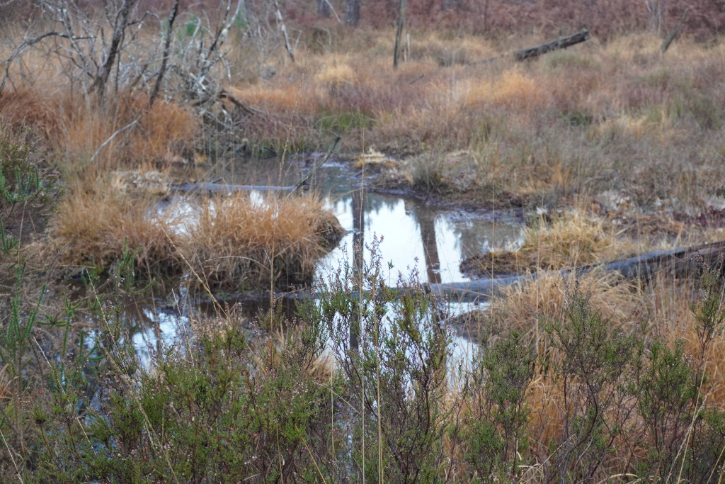Journée mondiale des Zones Humides, Meilhan - photo 8