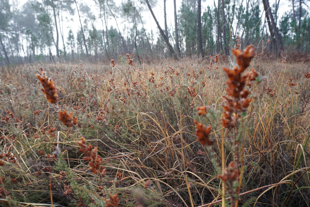 Journée mondiale des Zones Humides, Meilhan - photo 2