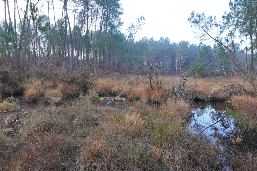 Journée mondiale des Zones Humides, Meilhan - photo 3