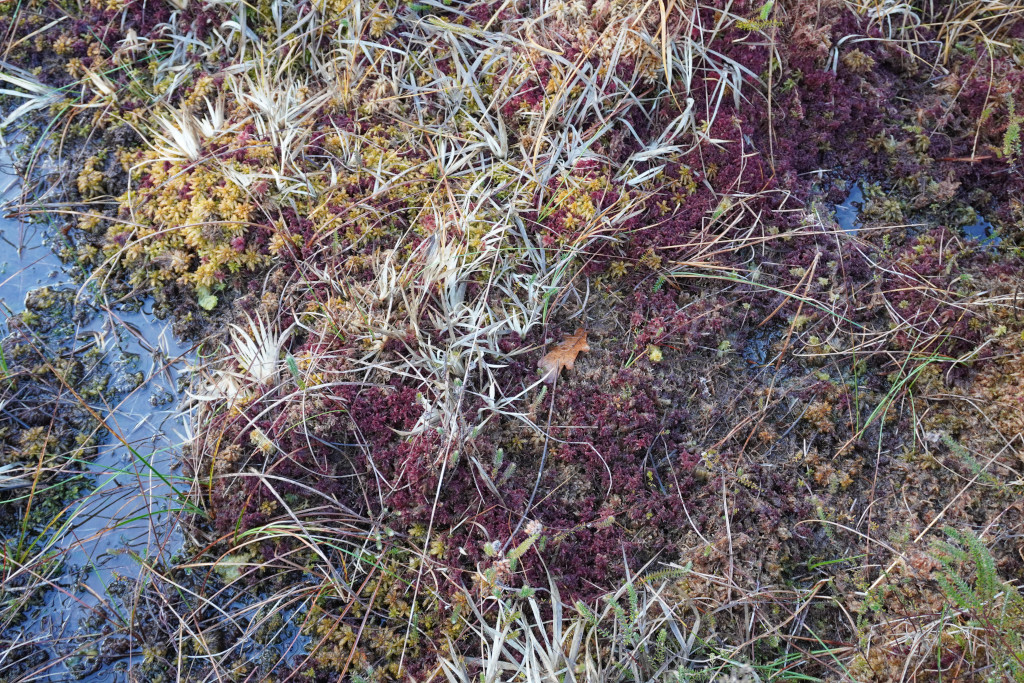 Journée mondiale des Zones Humides, Meilhan - photo 9