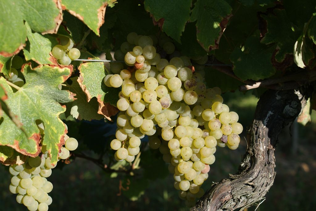 VIGNOBLES LAGARDE EARL - photo 2