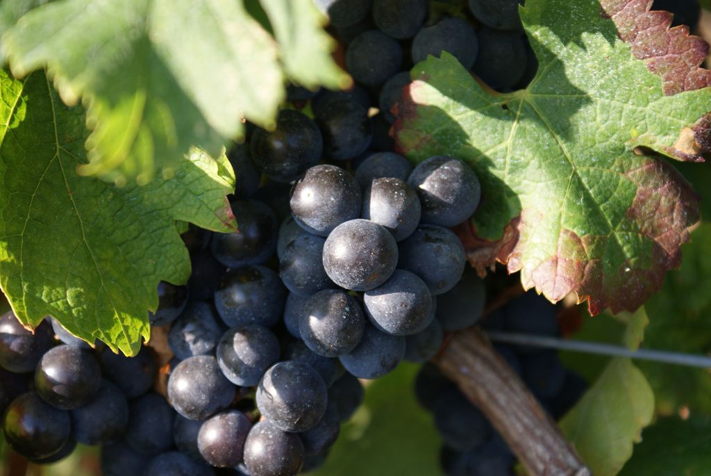 VIGNOBLES LAGARDE EARL - photo 3