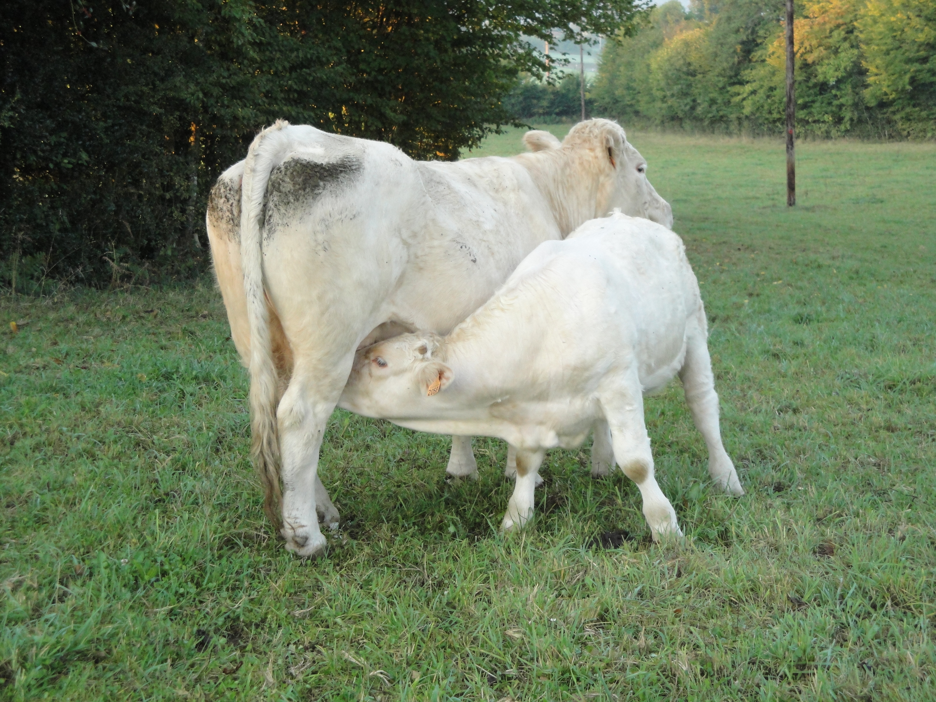 La Grange à Pain — photo 3