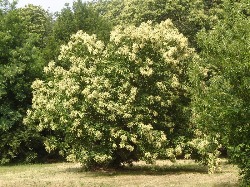 La Cabane de Marou - photo 2