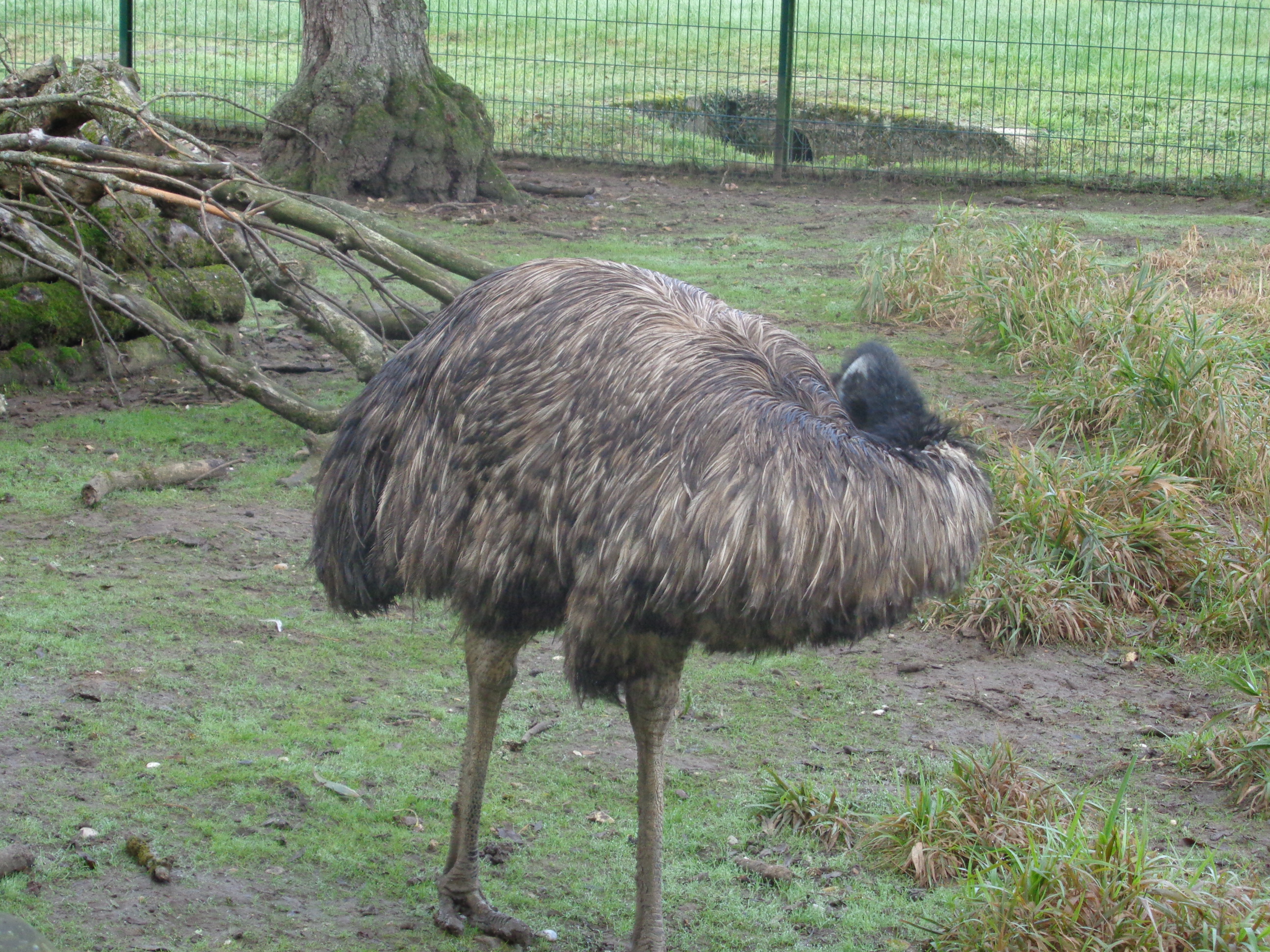 Balade à roulettes : Le parc Canivenc ou Moulineau, Gradignan - photo 4