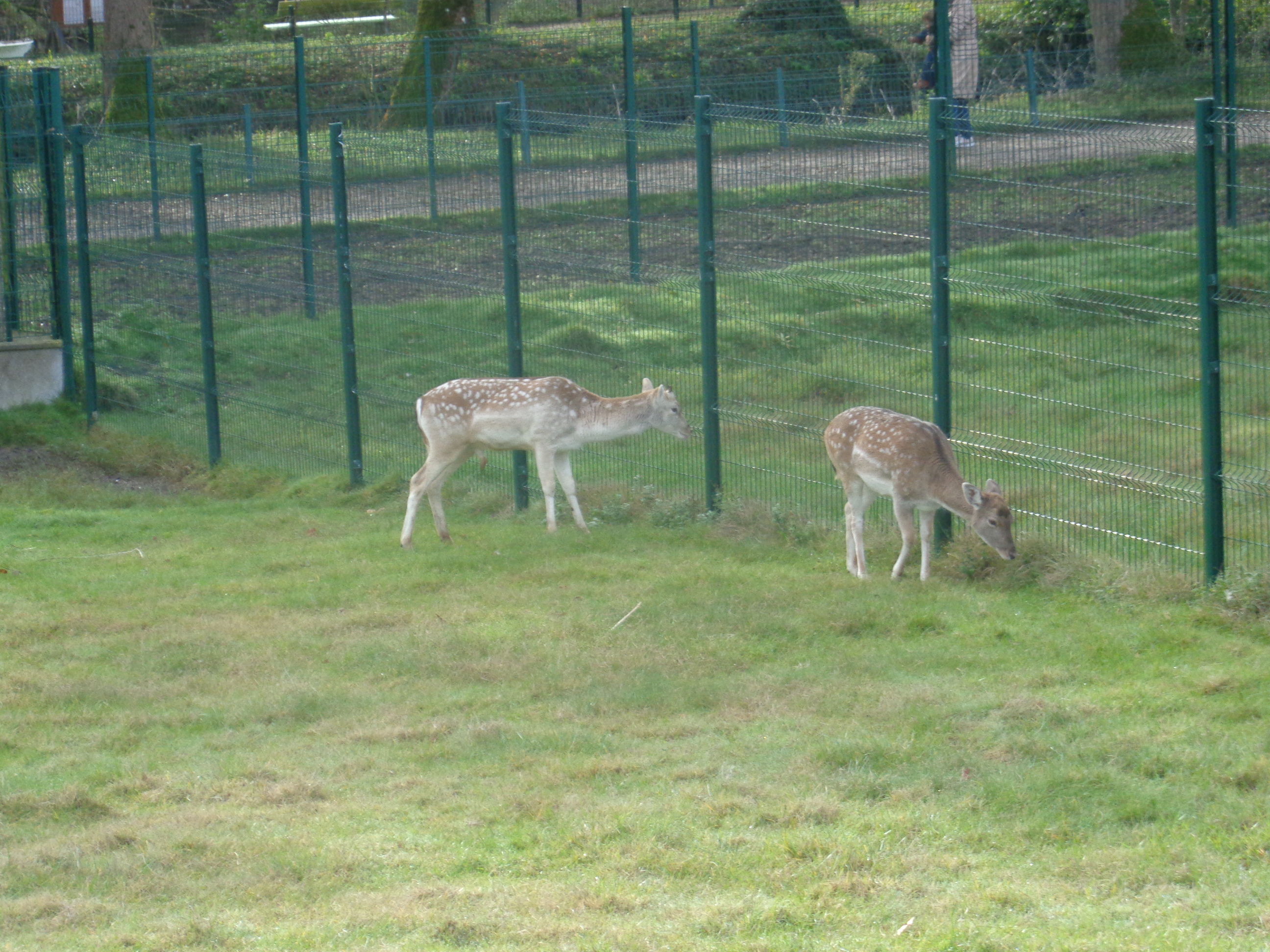 Balade à roulettes : Le parc Canivenc ou Moulineau, Gradignan - photo 3
