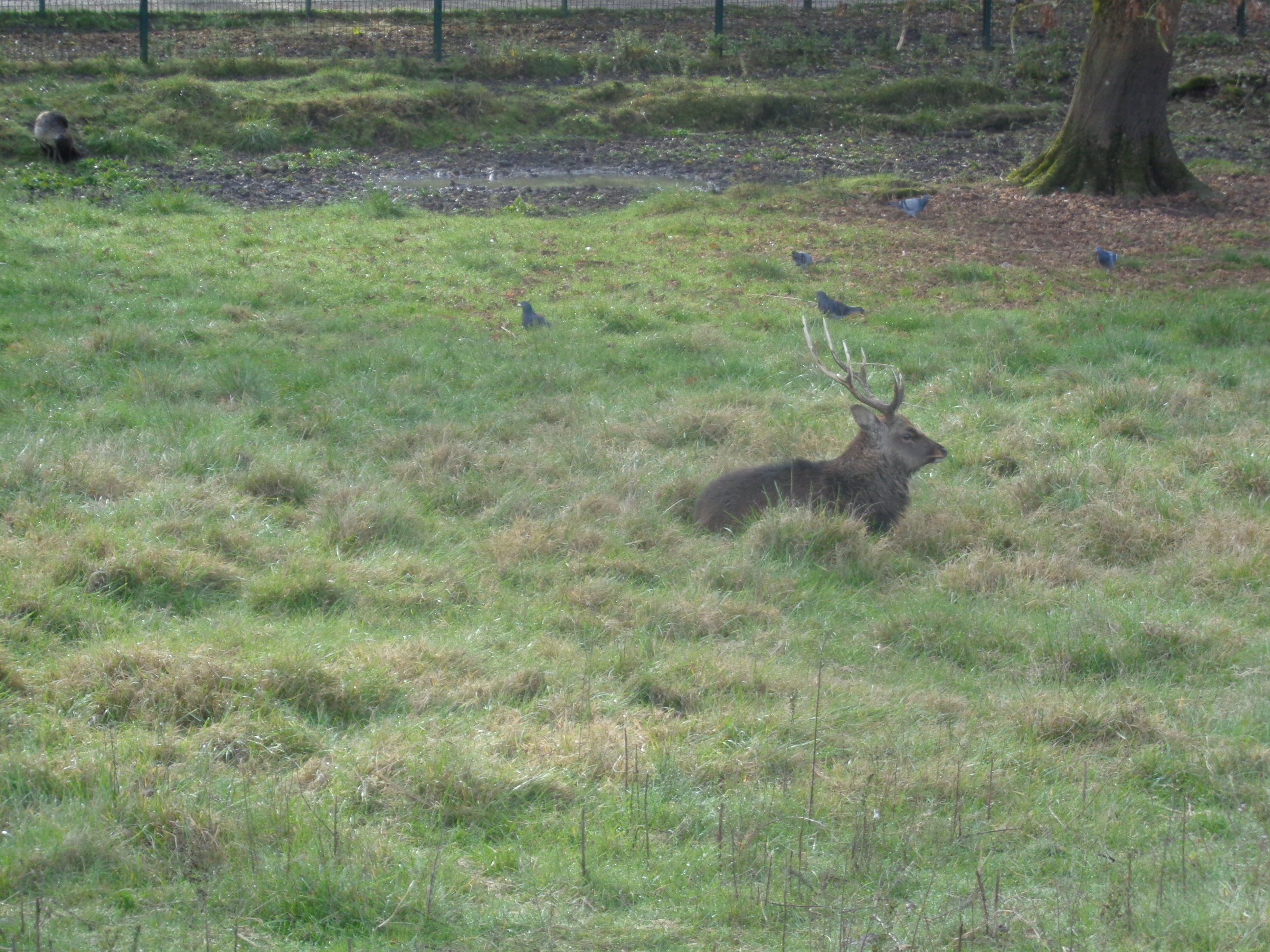 Balade à roulettes : Le parc Canivenc ou Moulineau, Gradignan - photo 2