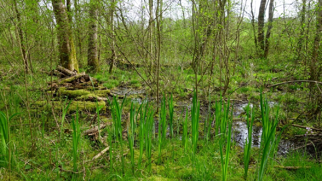 Le Moulin de la ville