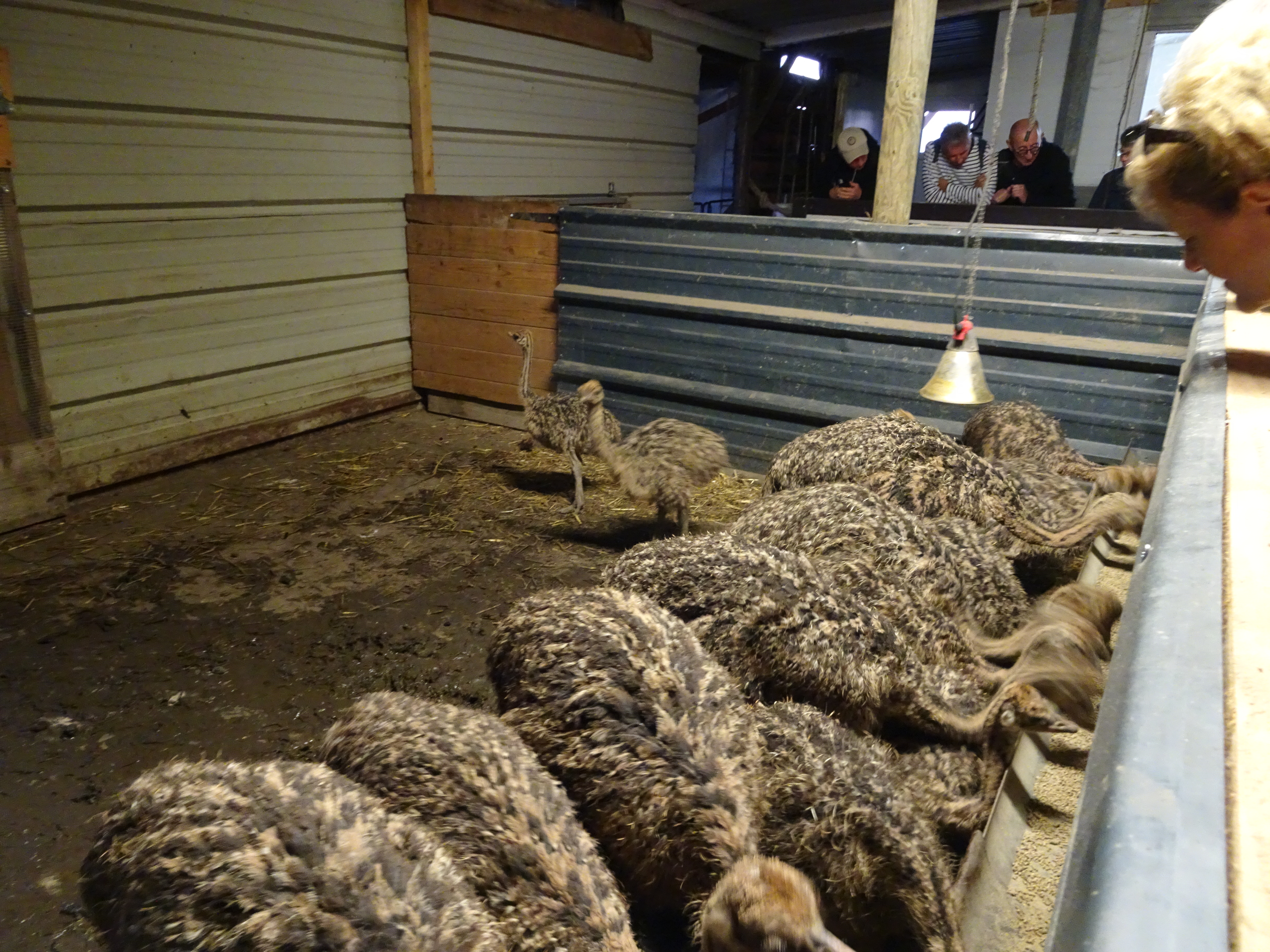 La Balade des autruches, La Peyratte - photo 9