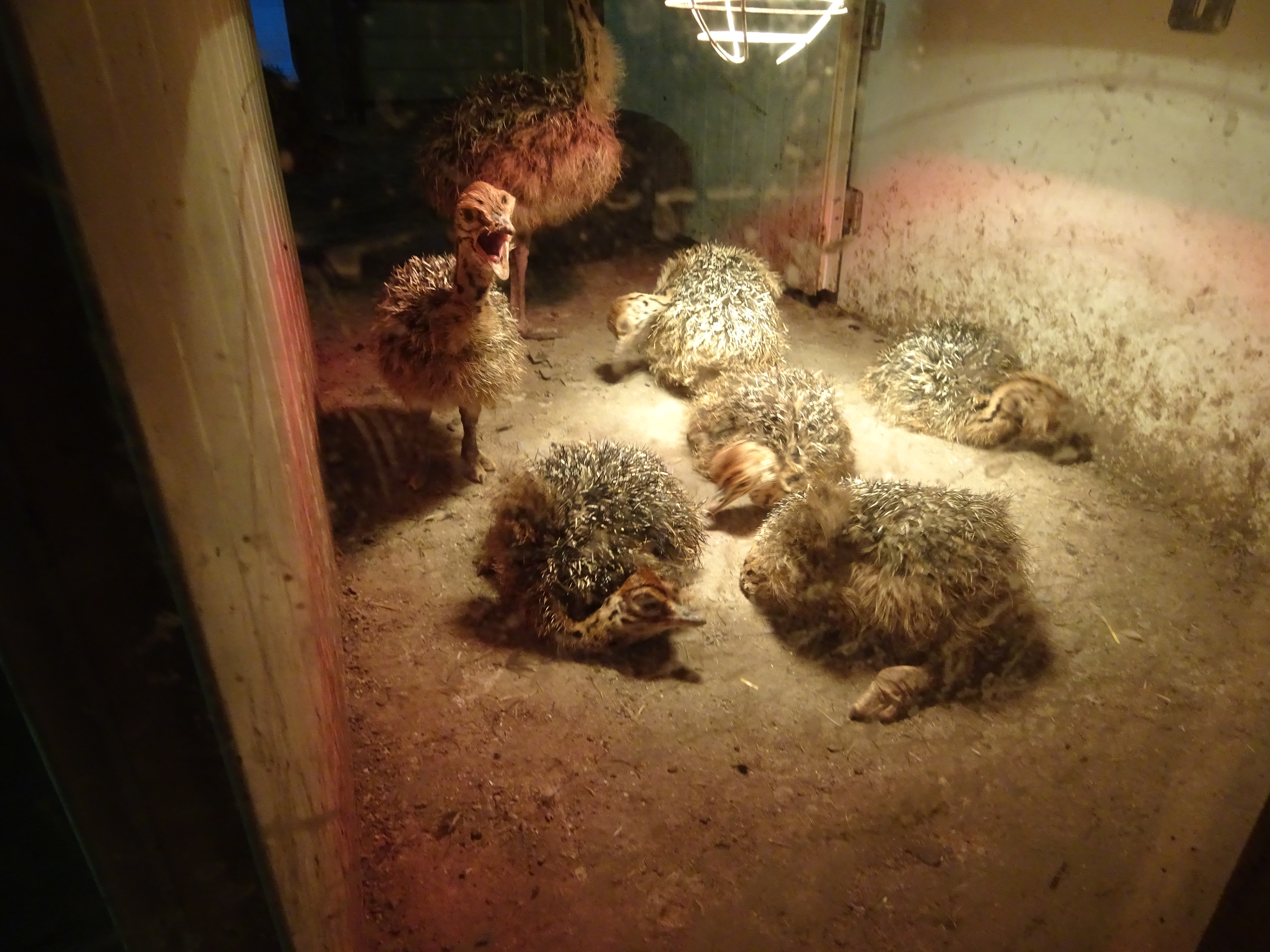 La Balade des autruches, La Peyratte - photo 3