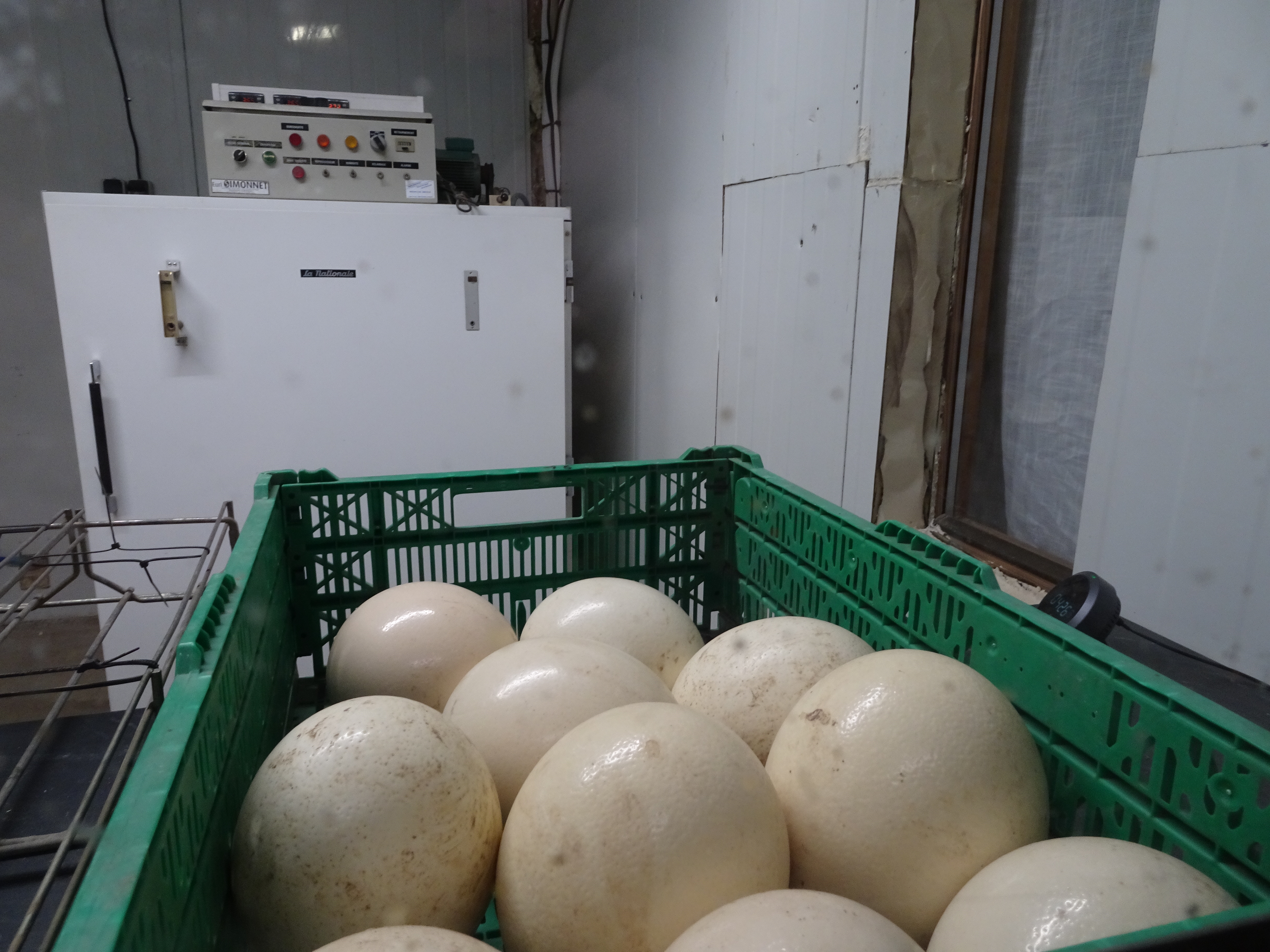 La Balade des autruches, La Peyratte - photo 8