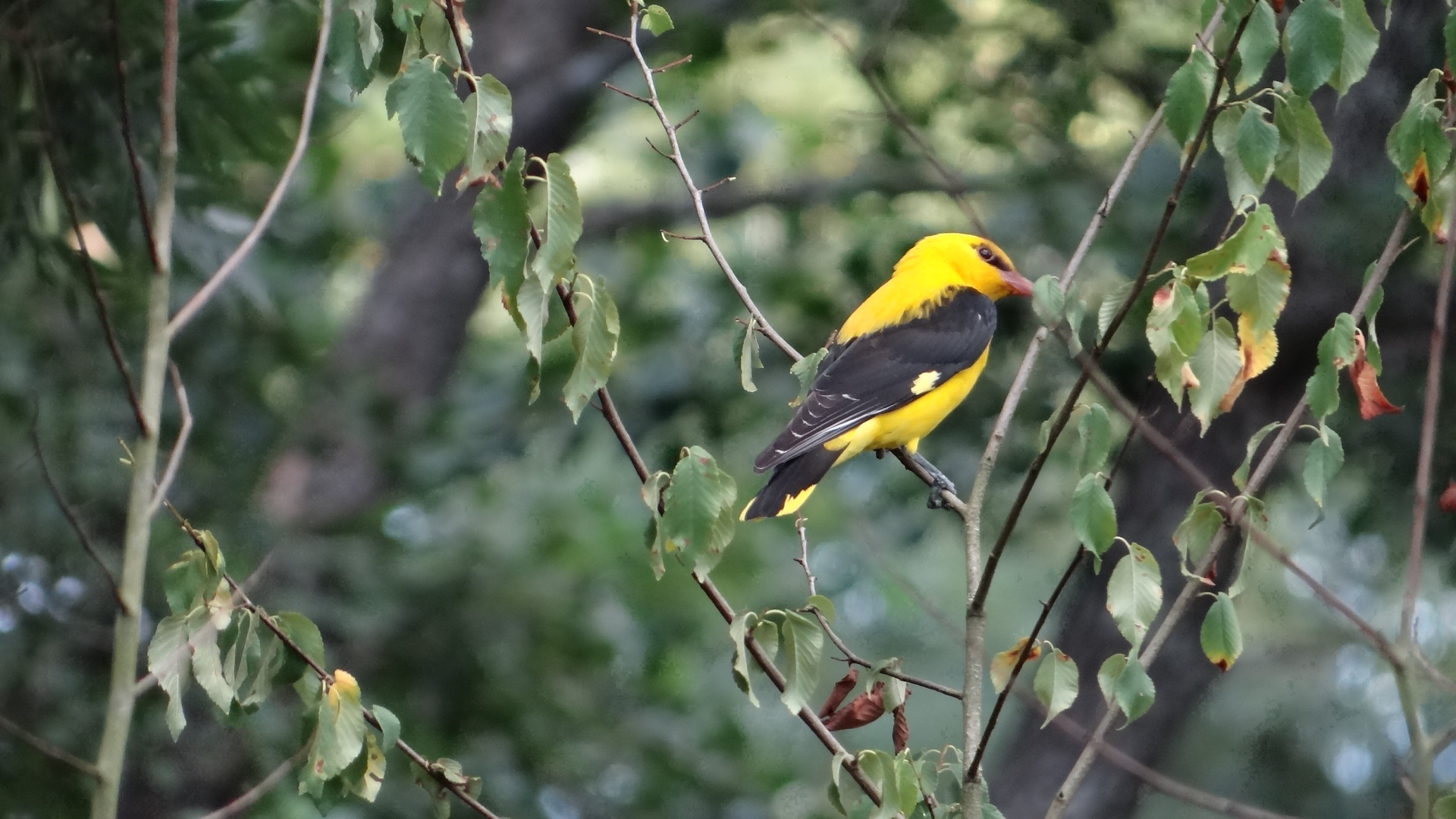 Gite de la Roche, Saint-Pompain - photo 9