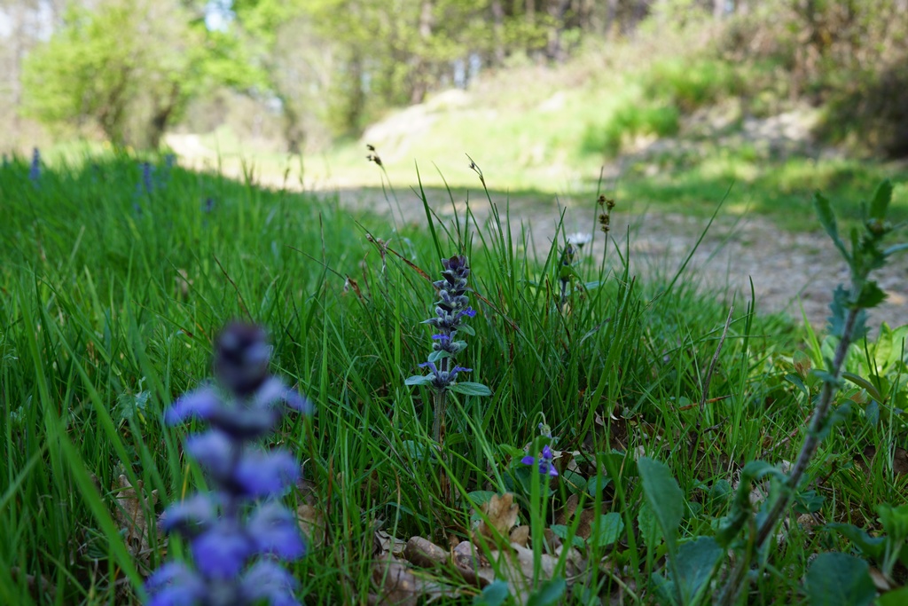Boucle de Café Rouge - Saint Pierre d'Eyraud, Saint-Pierre-d'Eyraud - photo 2
