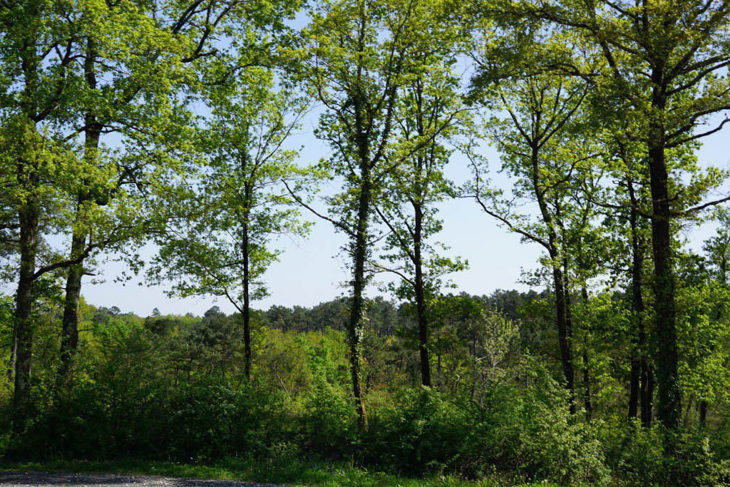 Boucle de St Georges de Blancaneix, Saint-Georges-Blancaneix - photo 3