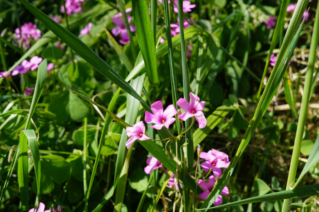 Boucle de St Georges de Blancaneix, Saint-Georges-Blancaneix - photo 4