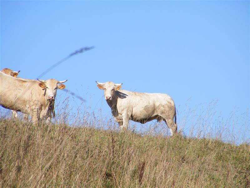 Ferme Sahouret