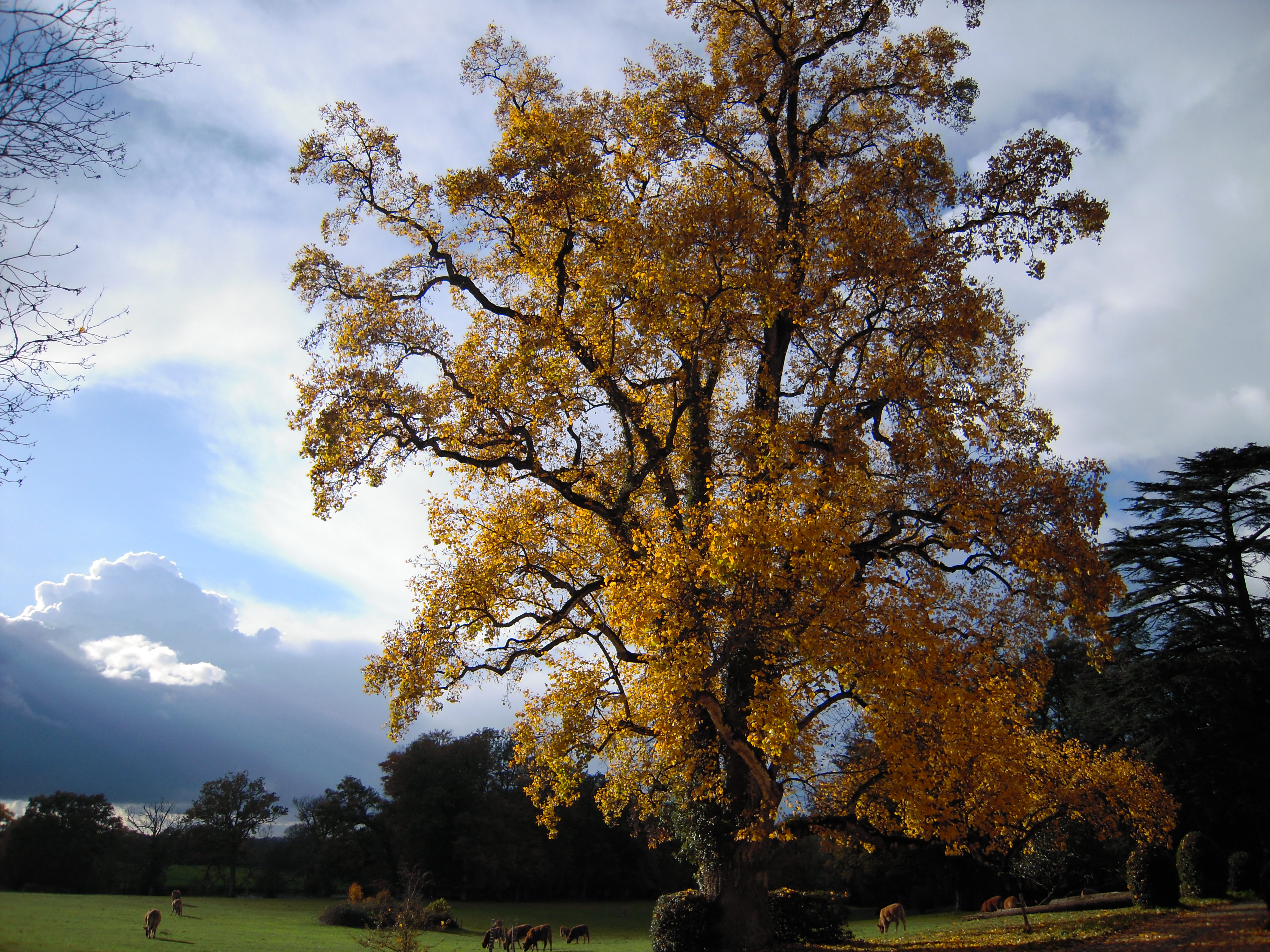 Domaine des Roches Blanches, Le Pin - photo 5