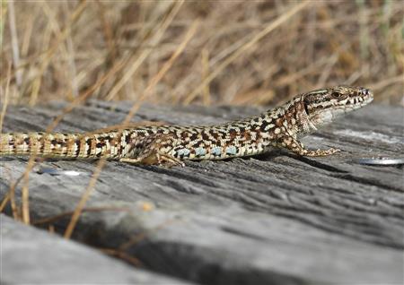 Visite guidée Dans la peau d’un reptile