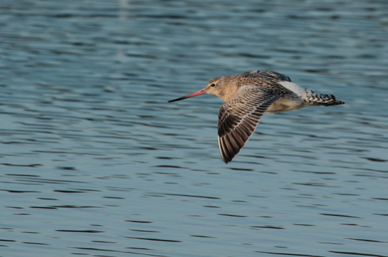 Réserve Ornithologique du Teich, Le Teich - photo 2