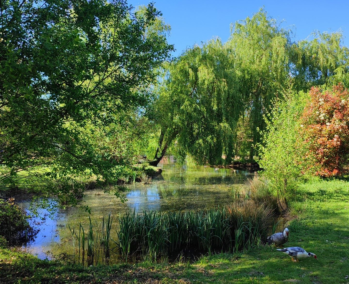 De couleurs et d'eau fraîche - photo 2