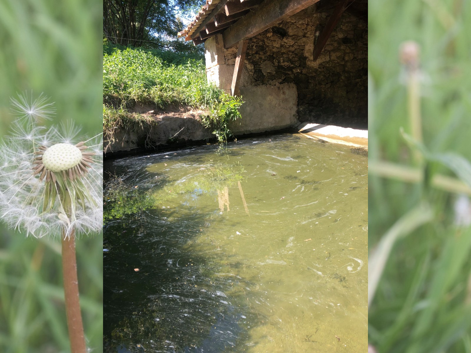 Découverte de la flore dans tous ses états - Bagas — visuel événement