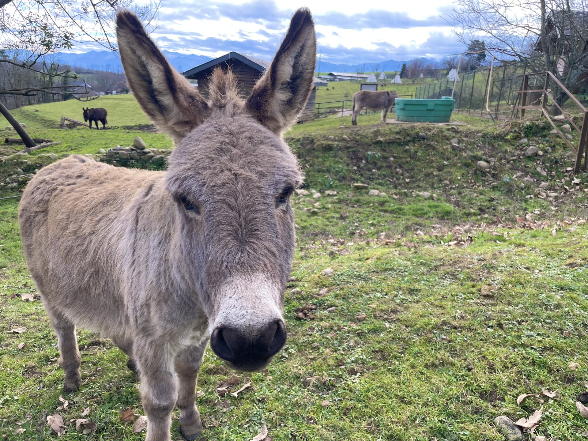 Des Plumes et des Pattes, Escout - photo 4