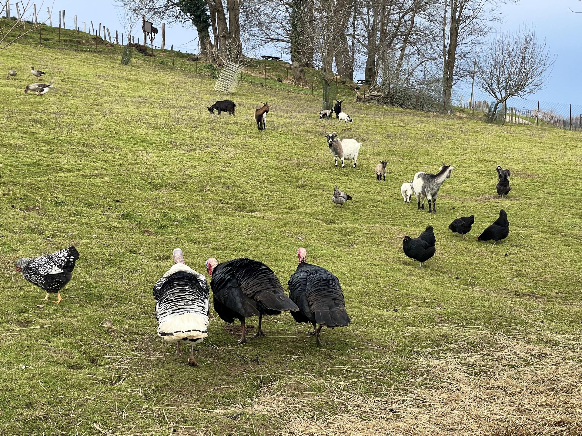 Des Plumes et des Pattes, Escout - photo 2