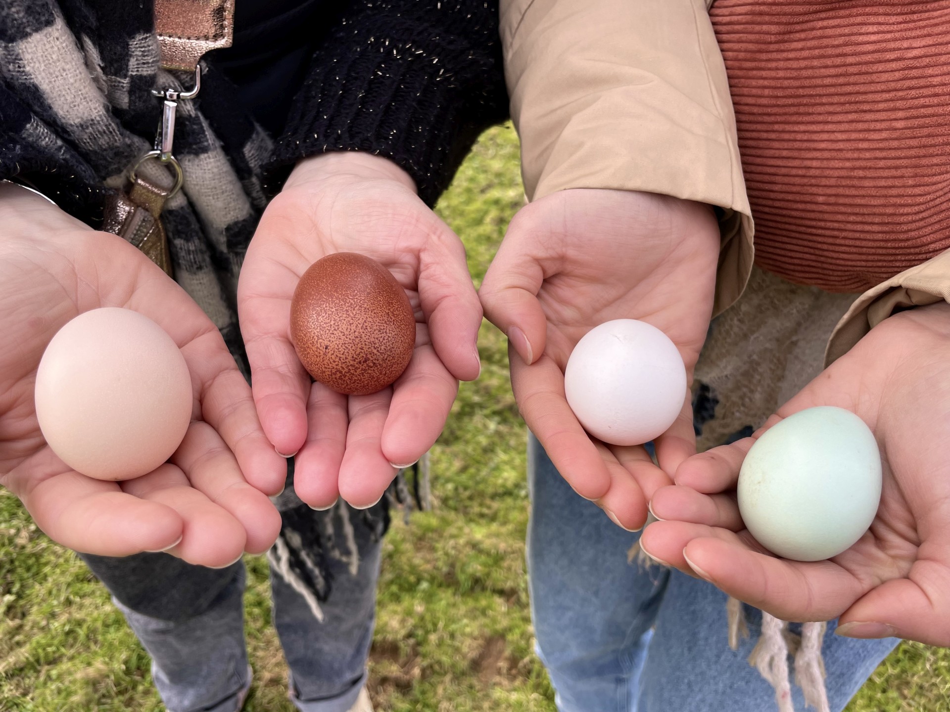 Des Plumes et des Pattes, Escout - photo 5