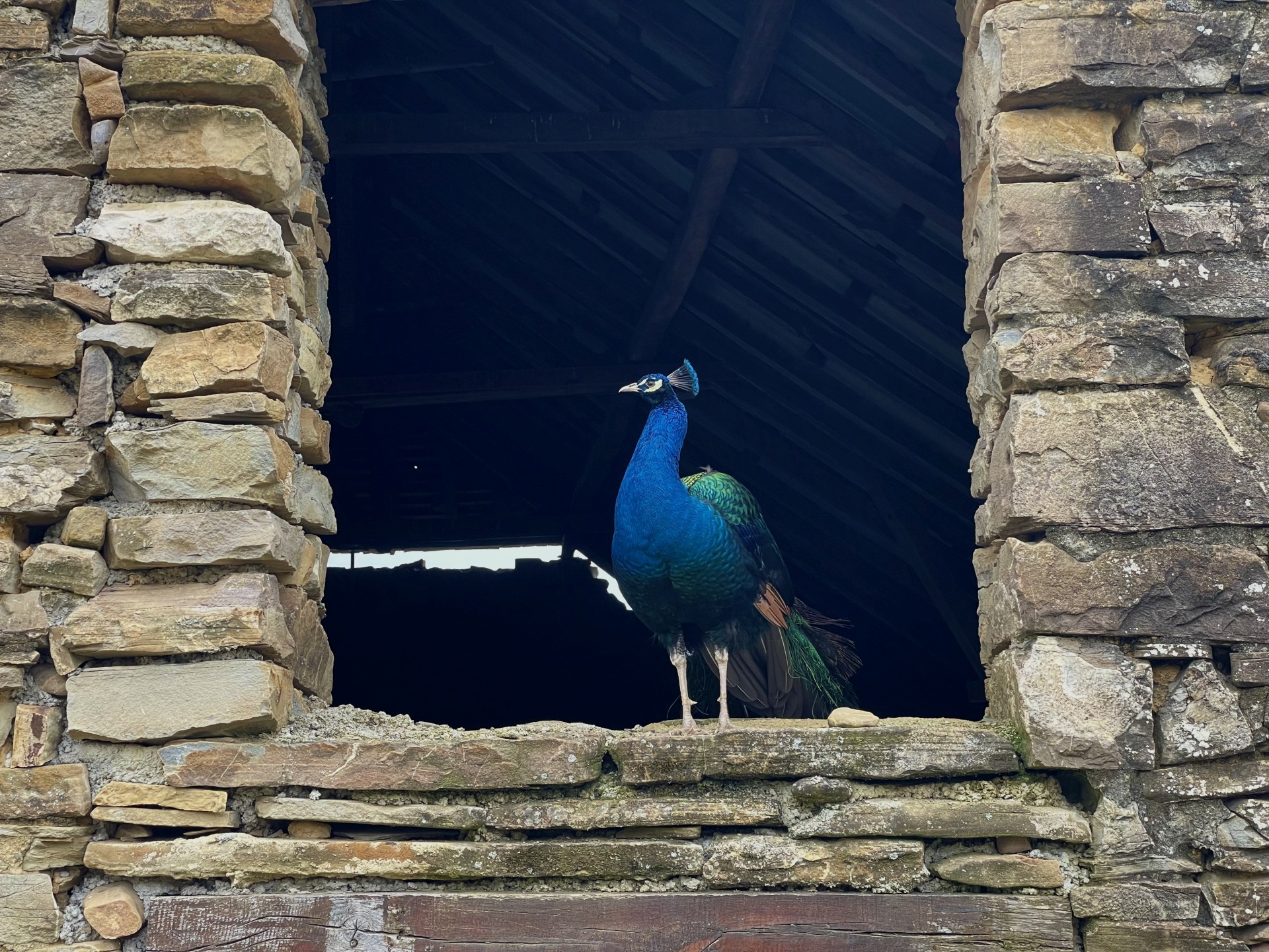 Des Plumes et des Pattes, Escout