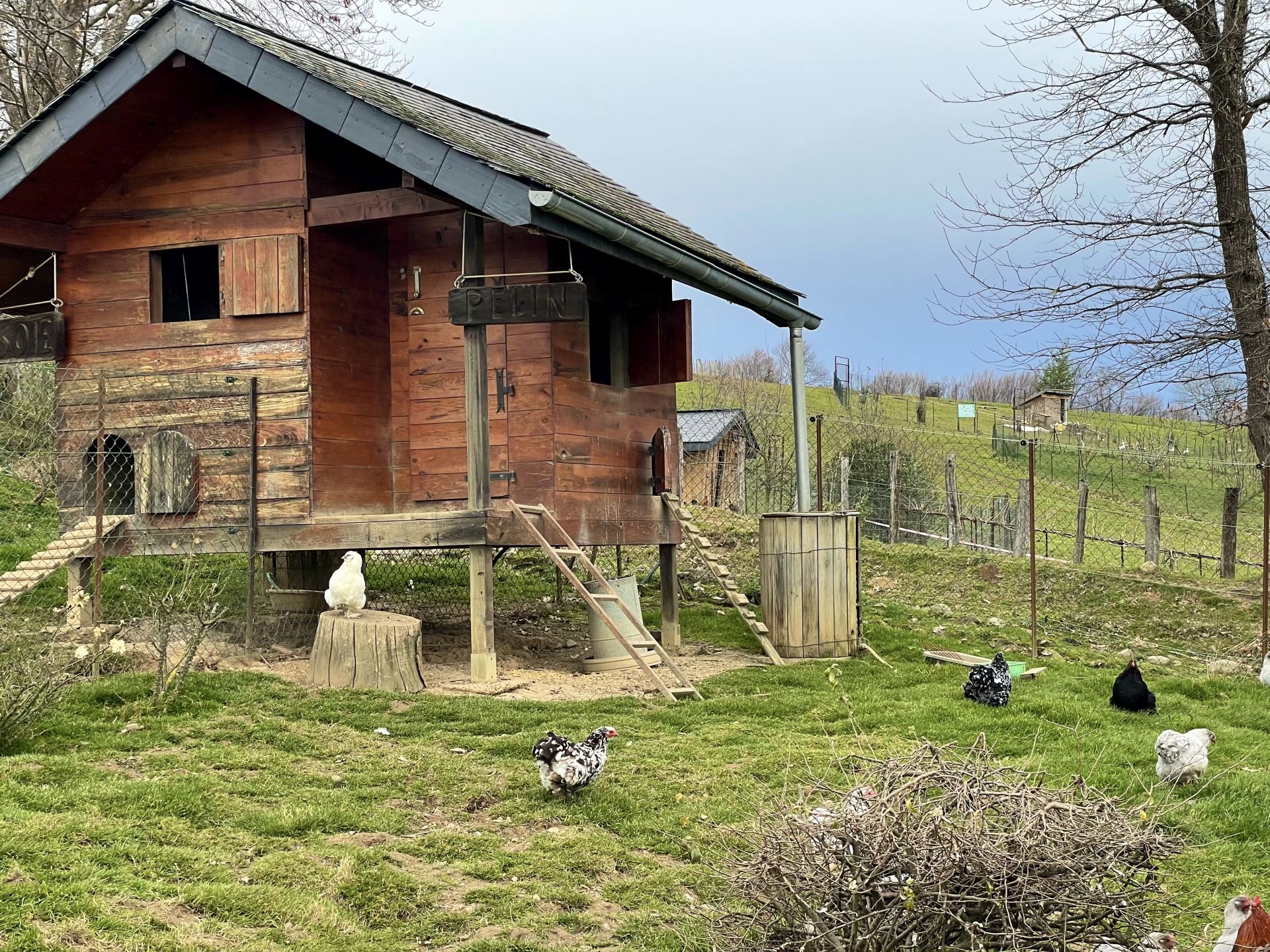 Des Plumes et des Pattes, Escout - photo 3