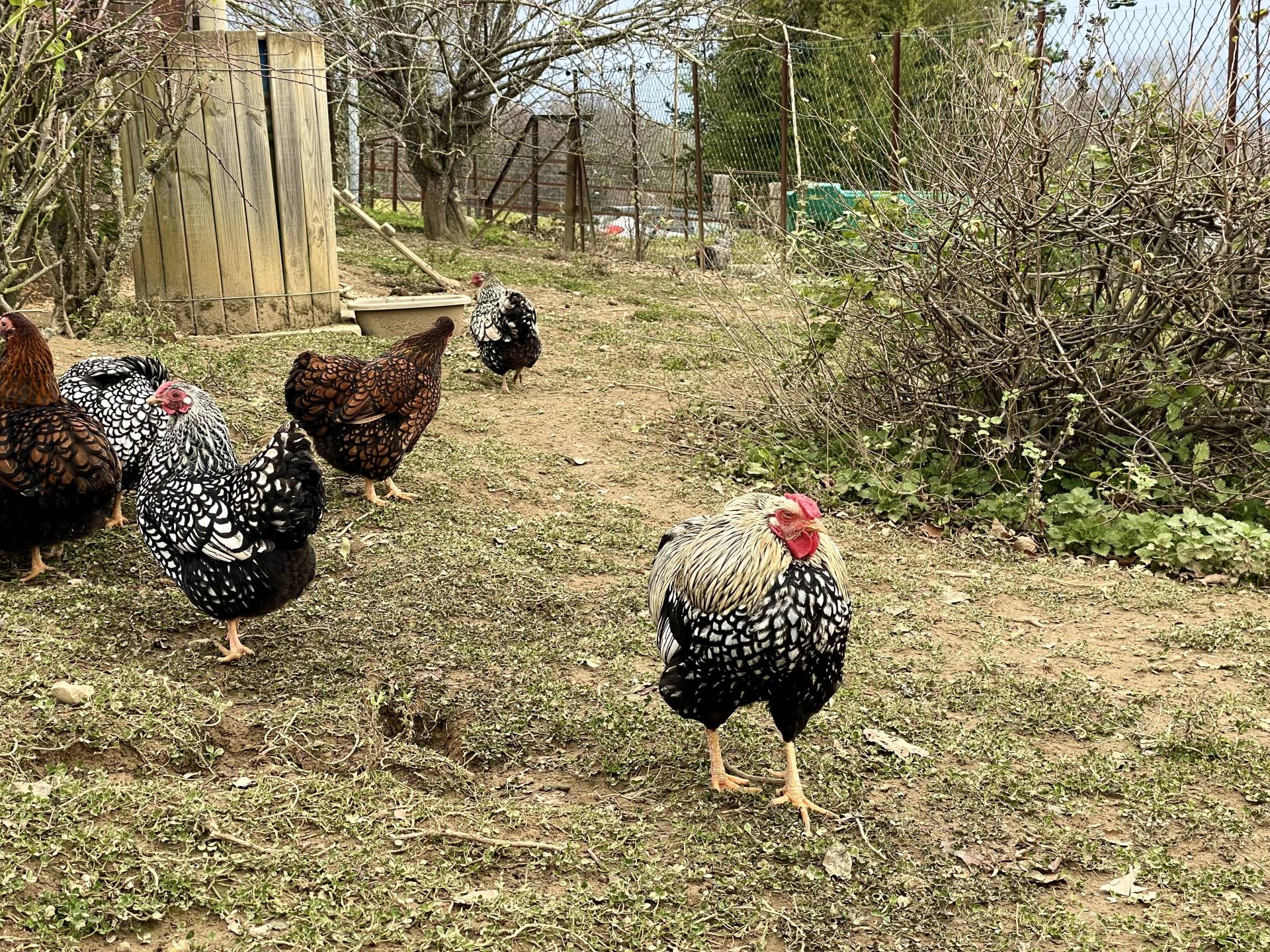 Des Plumes et des Pattes, Escout - photo 6