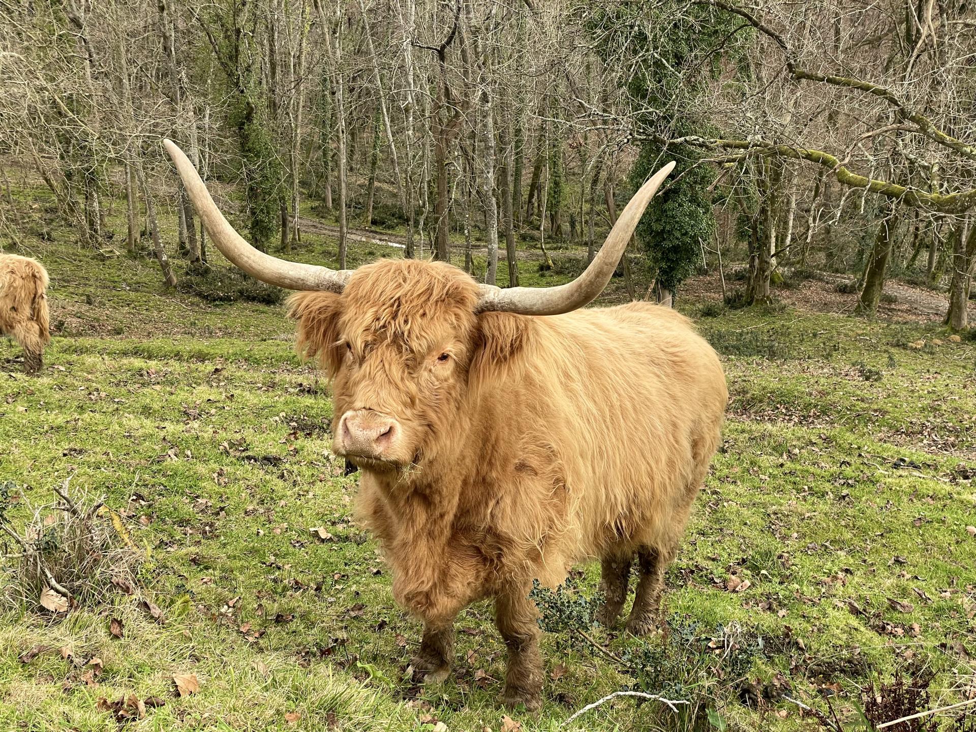 Des Plumes et des Pattes, Escout - photo 7