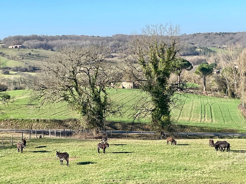 La Grange de Caubon - Des Vignes et des ânes