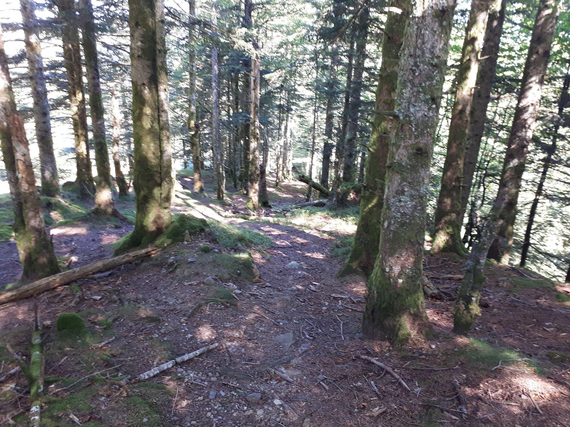 VTT N°15 - Descente d'Issarbe, Lanne-en-Barétous - photo 5