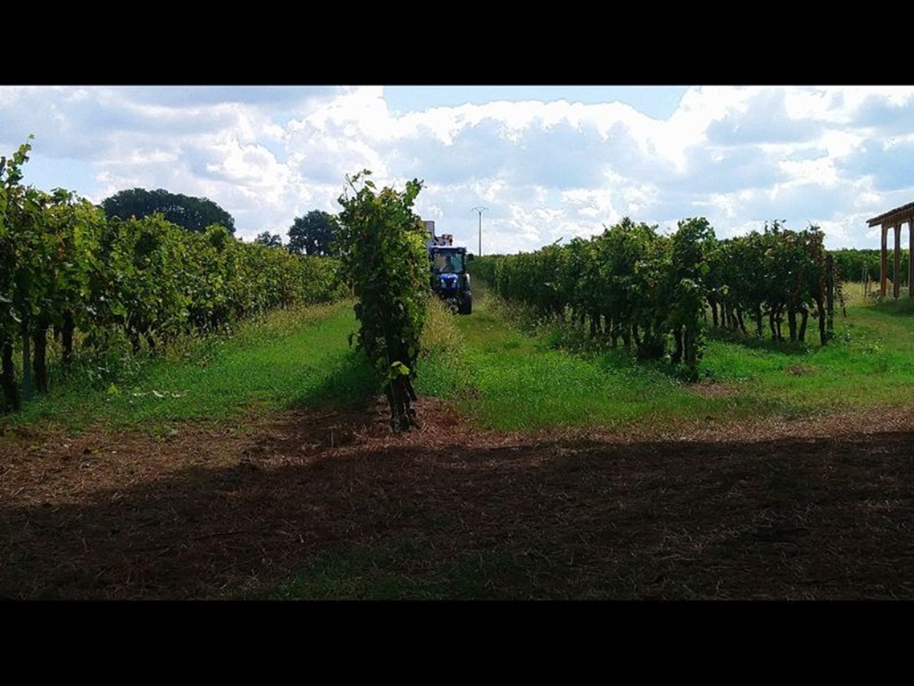 Domaine de Brandeau - photo 3