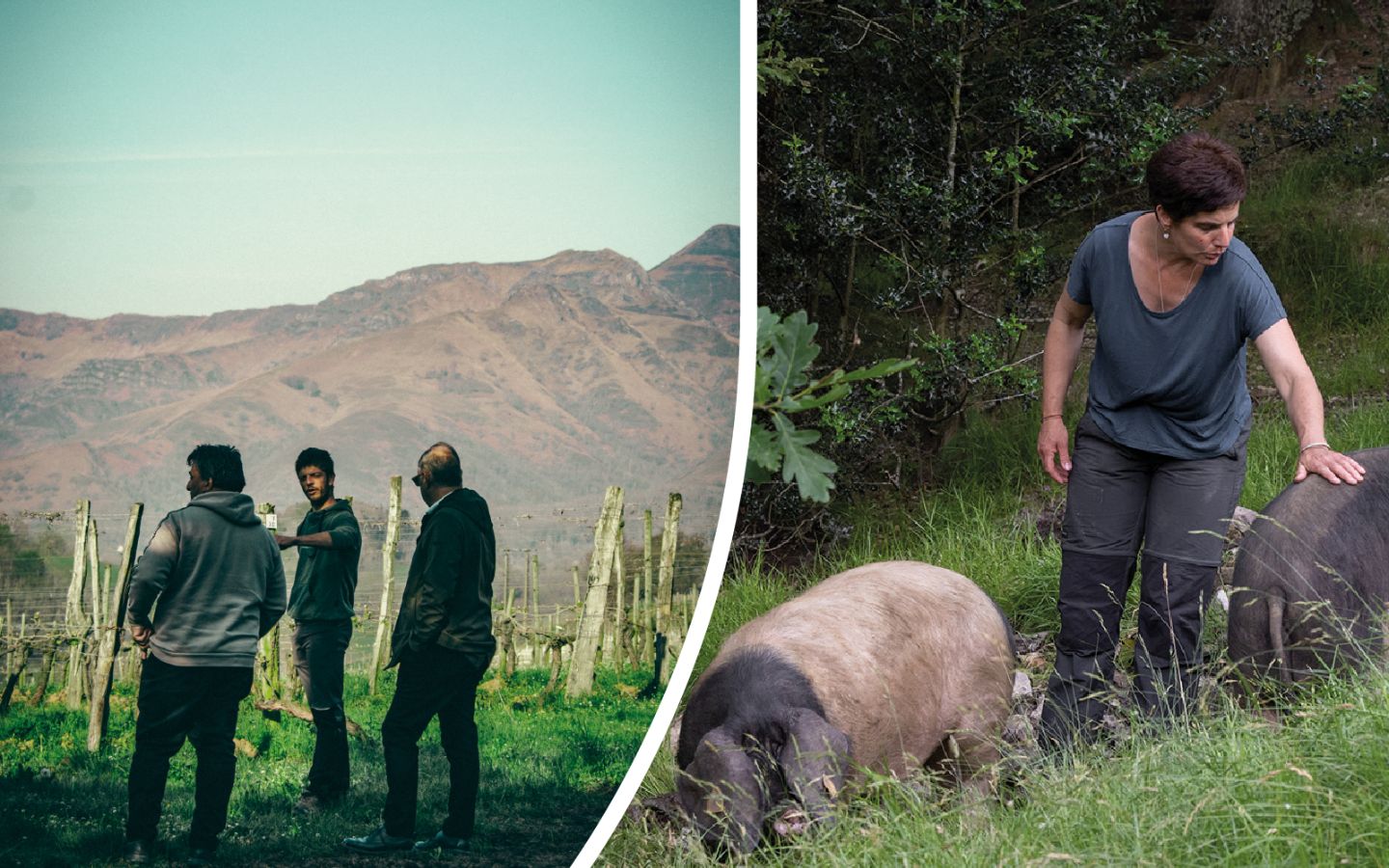 Immersion en territoir basque : Plongez au cœur du modèle coopératif basque avec Belaun et La Cave d’Irouléguy — visuel événement
