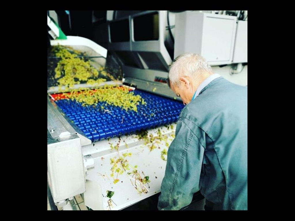 SC Vignobles Maurin - photo 2