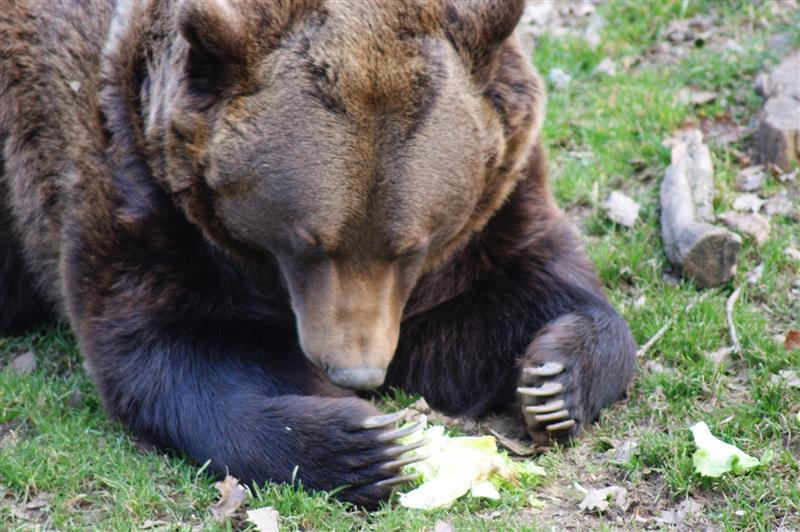 Parc'Ours
