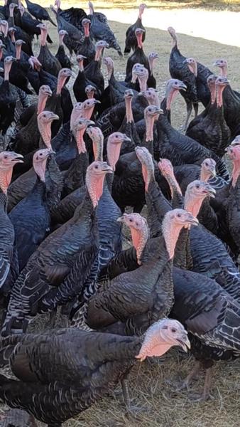 Ferme Avicole des Grands Champs - photo 2