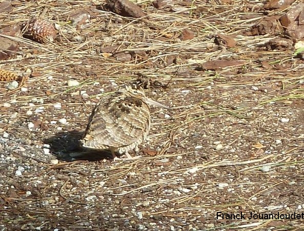 Les Etangs de la Jemaye, La Jemaye-Ponteyraud - photo 10