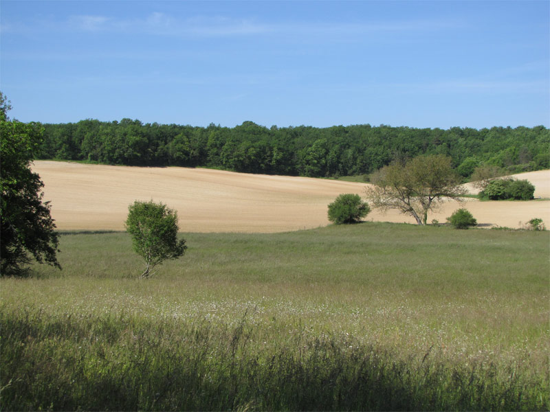 Les Pelouses sèches, Paussac-et-Saint-Vivien - photo 8
