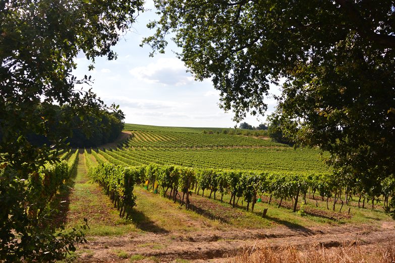 Domaine Amblard - photo 3